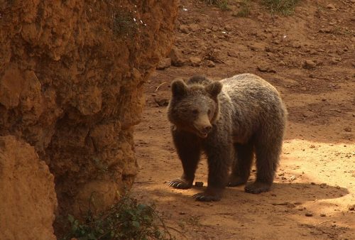 Imprescindibles en Cantabria: Oso en Cabarceno